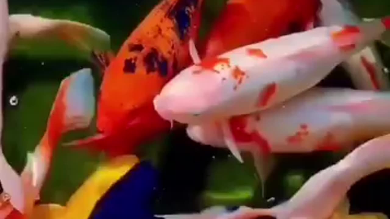 Beautiful fish