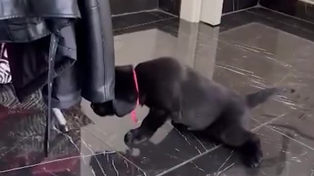 the dog in the window bro