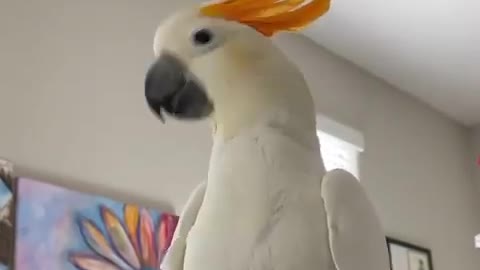 Bird world funny video 10