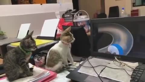 Cats assisting Tom and Jerry