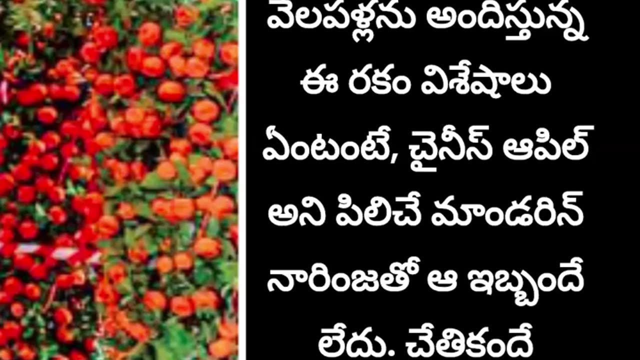 మాండరిన్ నారింజ | Mandarin Orange Tree |