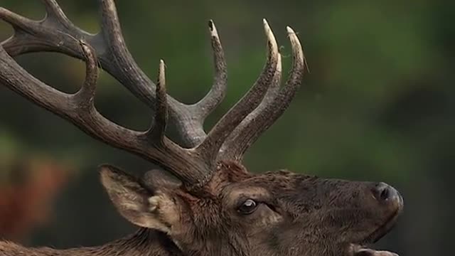 Communication between animals