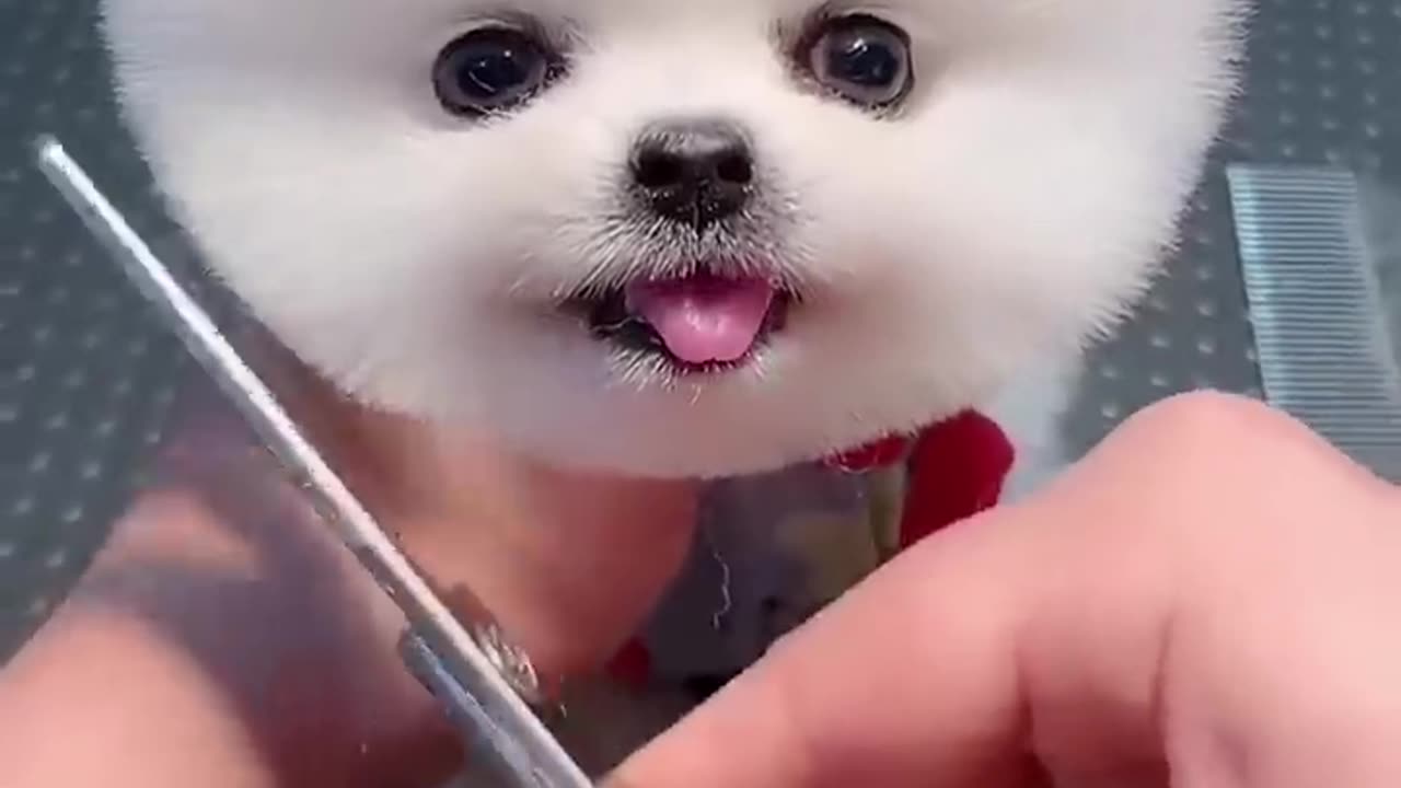 Cute dog😍😍😍😍