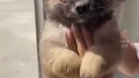 a rabbit jumped in basket
