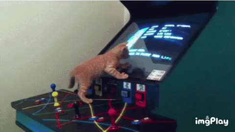 Cat Gif!