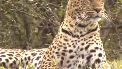 «Big Mistake Eagle Provoked Baby Leopard And The Unexpected | Mother Leopard Fail To Save Her Baby»