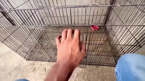 New Parrot Aa Gaya _p14