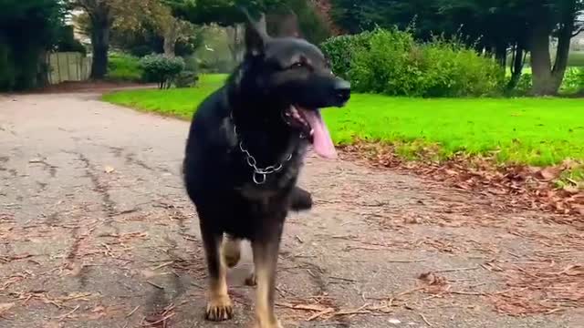 German Shepherd Working Line Dog