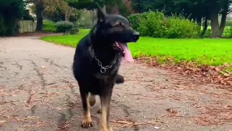 German Shepherd Working Line Dog