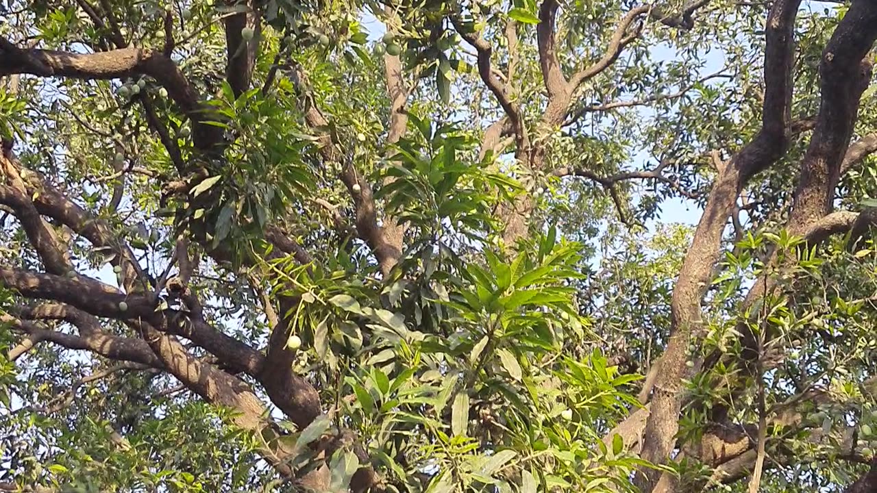 Wht a view of the mango tree #nature #mango