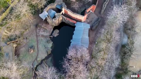 Big Cats New Enclosure At Swiss Zoo Will Simulate Hunting Environment