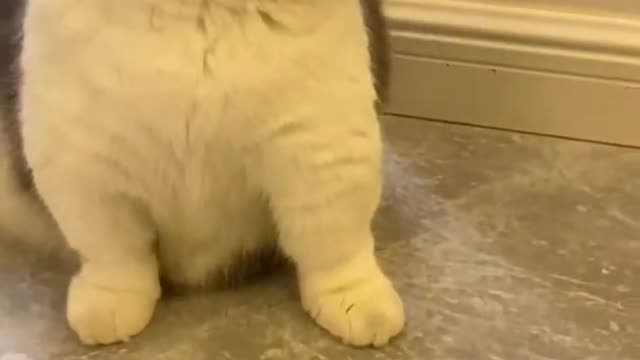 FUNNY CAT VIDEO LATEST