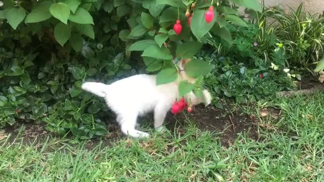 Funny white cat 😅