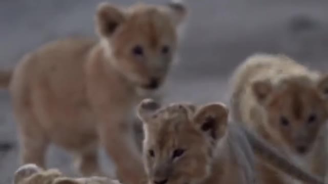 Love nature Protect wild animals This is too cute lion