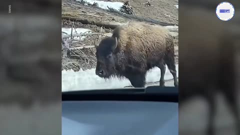 Bison herd causes calm panic between two friends