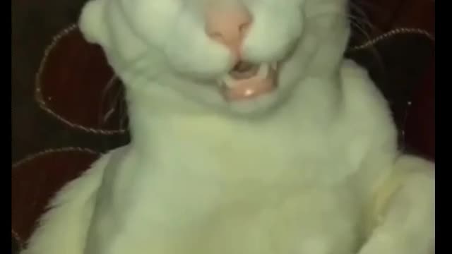 Animals funny activity cat funny moments video