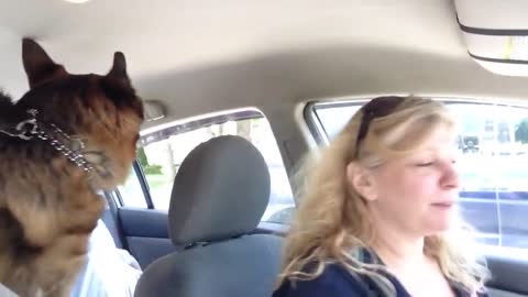 Dog suddenly realizes he's at the vet