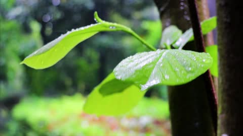 Healing life in rainy days