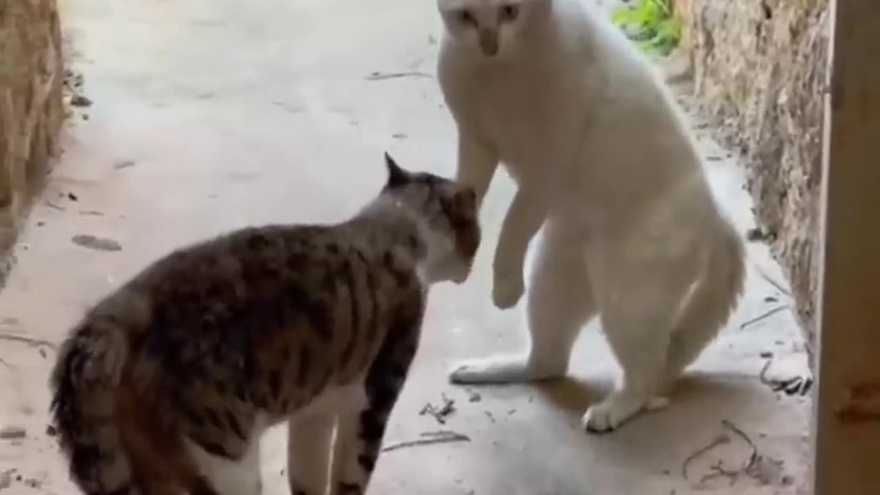 Super funny cats videos compilation .will make you #horts Cute CAts Videos