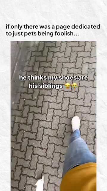 Try Not To Laugh Challenge😁Funny and Cute CAT Videos Compilation 2024😪🐶