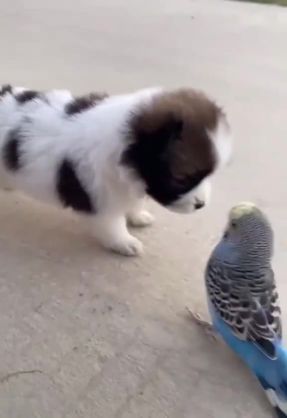 Pet Cats Beautiful Bird And Animal 4K HD Adorable Photography By Nature.