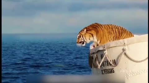 Tigers can also take boats.