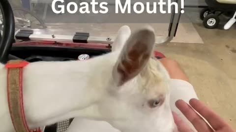 Don’t Stick Your Finger in a Goats Mouth … Louis and Pearl