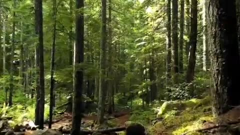 Relaxing music with Nature video