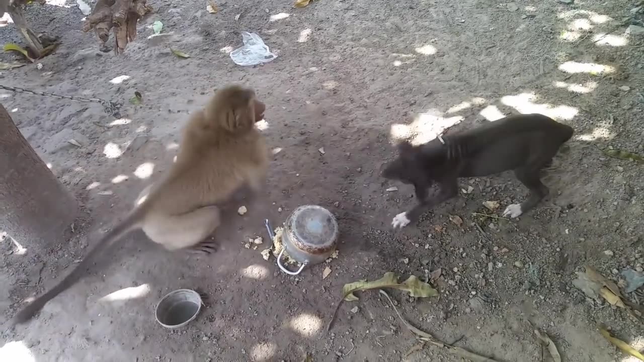 Monkey Vs dog real fight