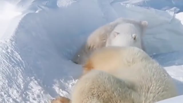 The family was so happy that mother Bear took little Bear to play in the snow