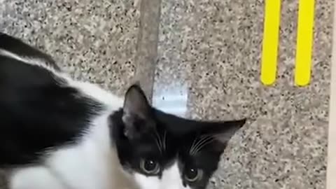 Beautiful Cat