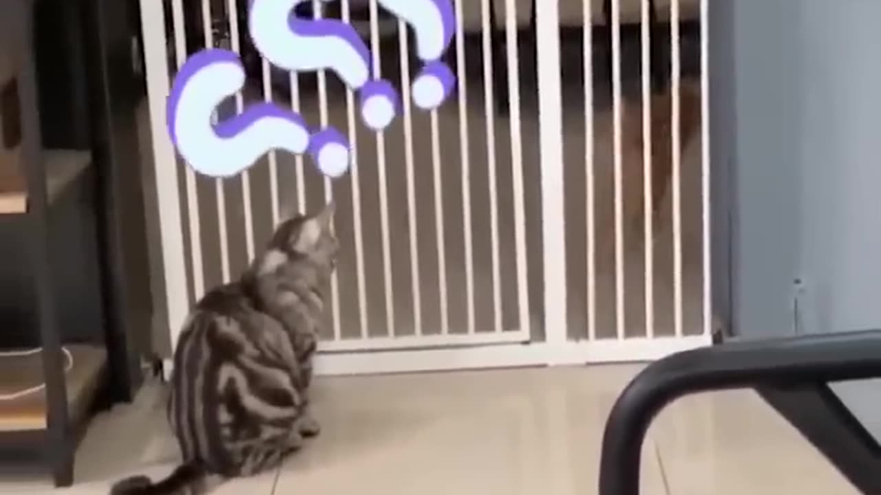 Funny animals video