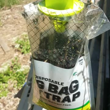 Best Fly Traps 1 of 2
