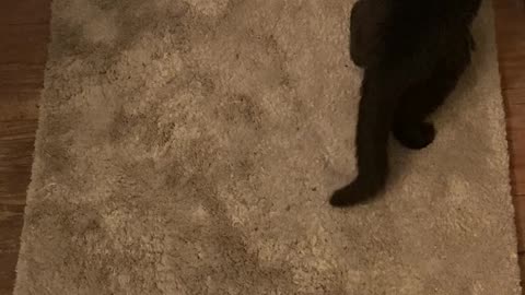 Cute Cat Video