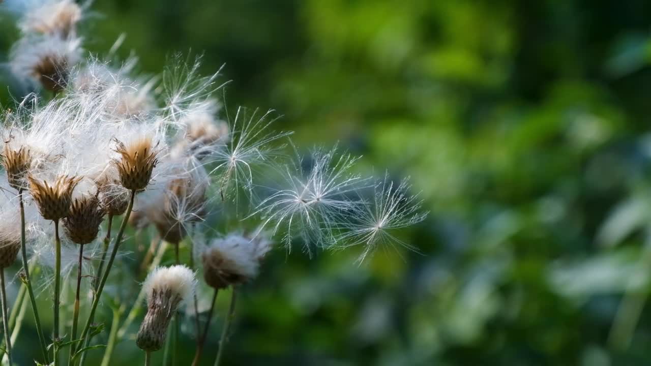 Thistle Scratch Thistle Plant Field Plant