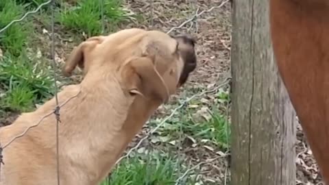 Dog and House Emotional felling ❤️❤️❤️
