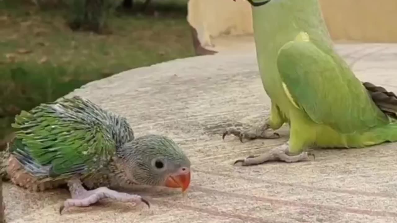 TALKING RINGNECK PARROT GREETING BABY PARROT