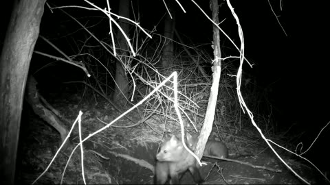 Kit Foxes