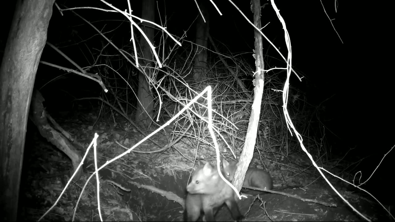 Kit Foxes