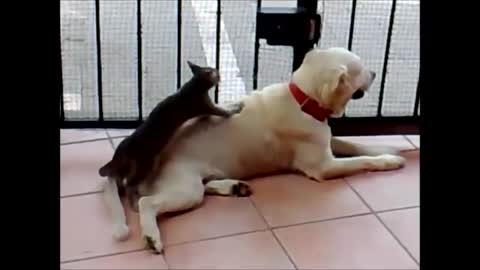 The Best of Memes pets