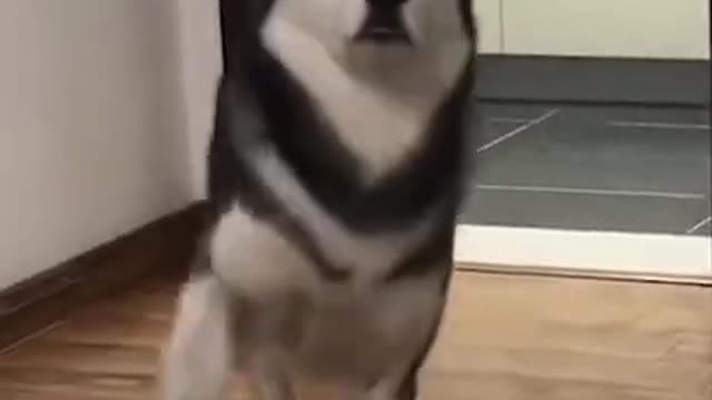 Dancing funny dog video, cant help but laugh!