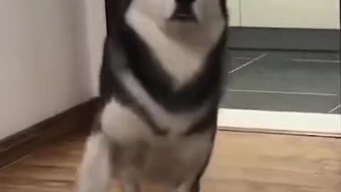 Dancing funny dog video, cant help but laugh!