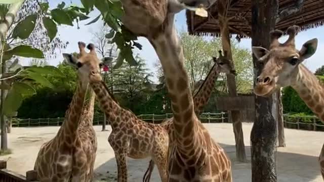 giraffes