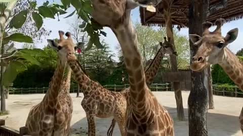 giraffes