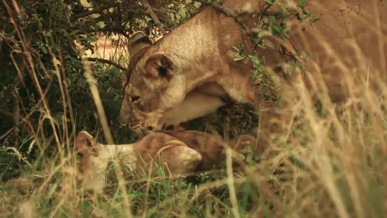 "🐾🦁 Wild Dogs' Retribution: Revenge Unleashed on Lioness for Tragic Puppy Loss! 😠🌿"