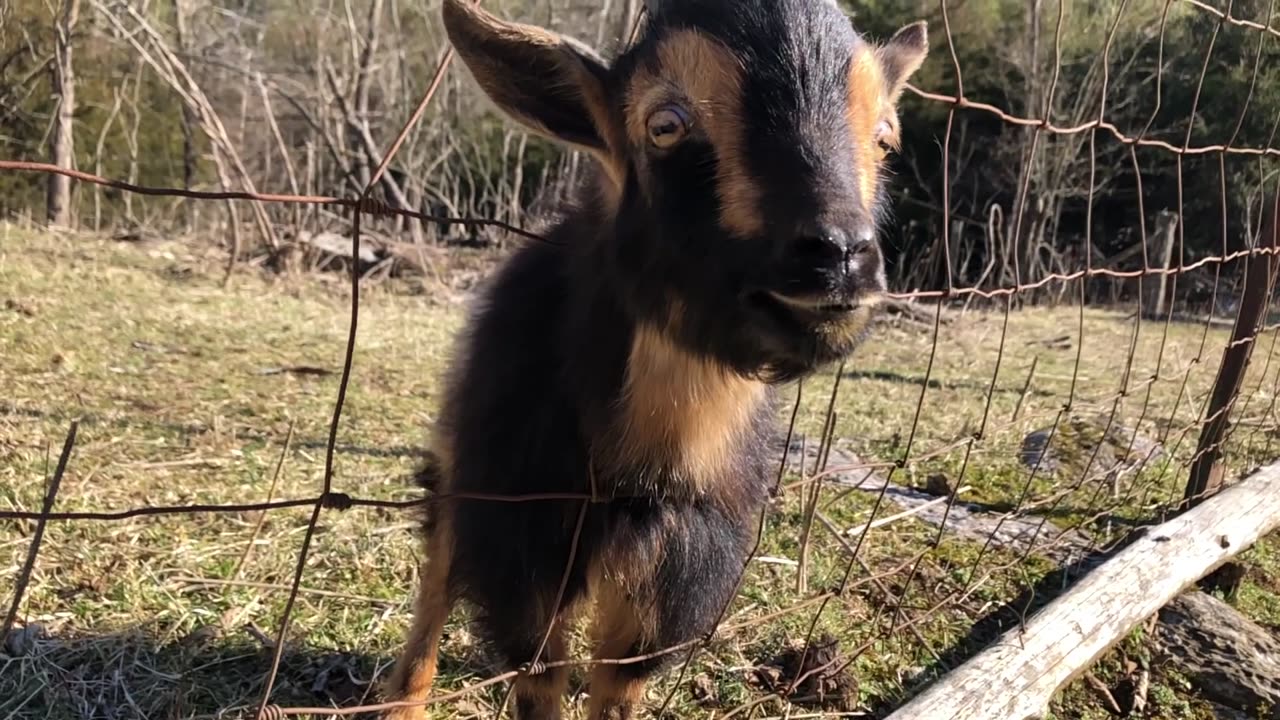 WE LOVE OUR BABY GOAT, WORF!