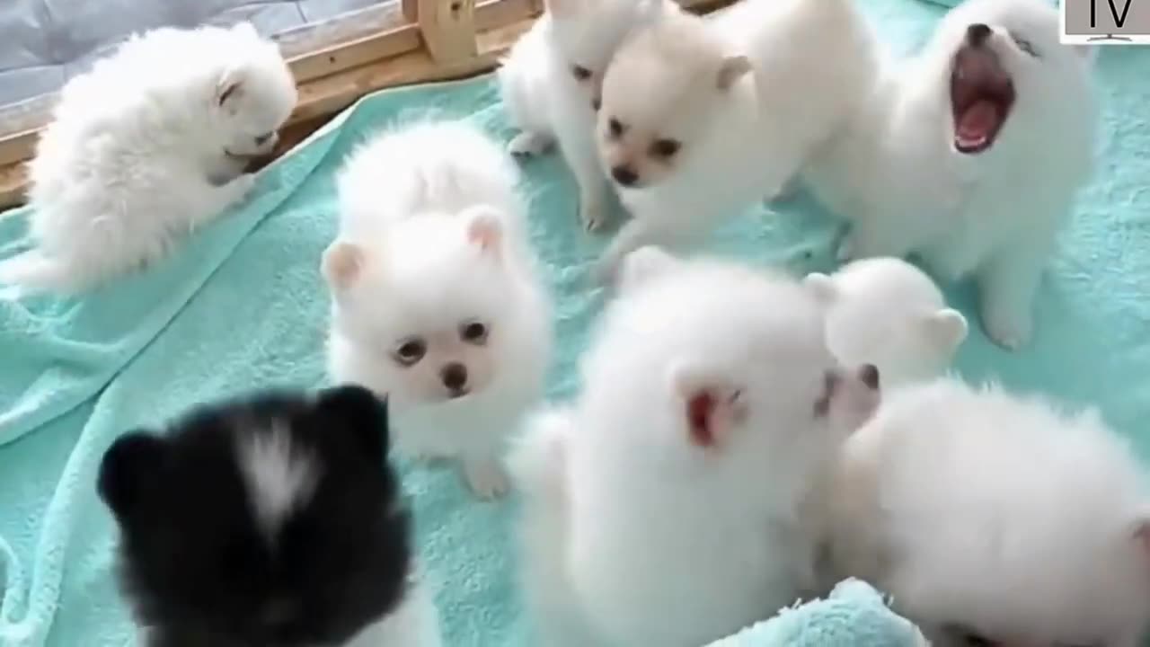 cute dog videos to make you happy.