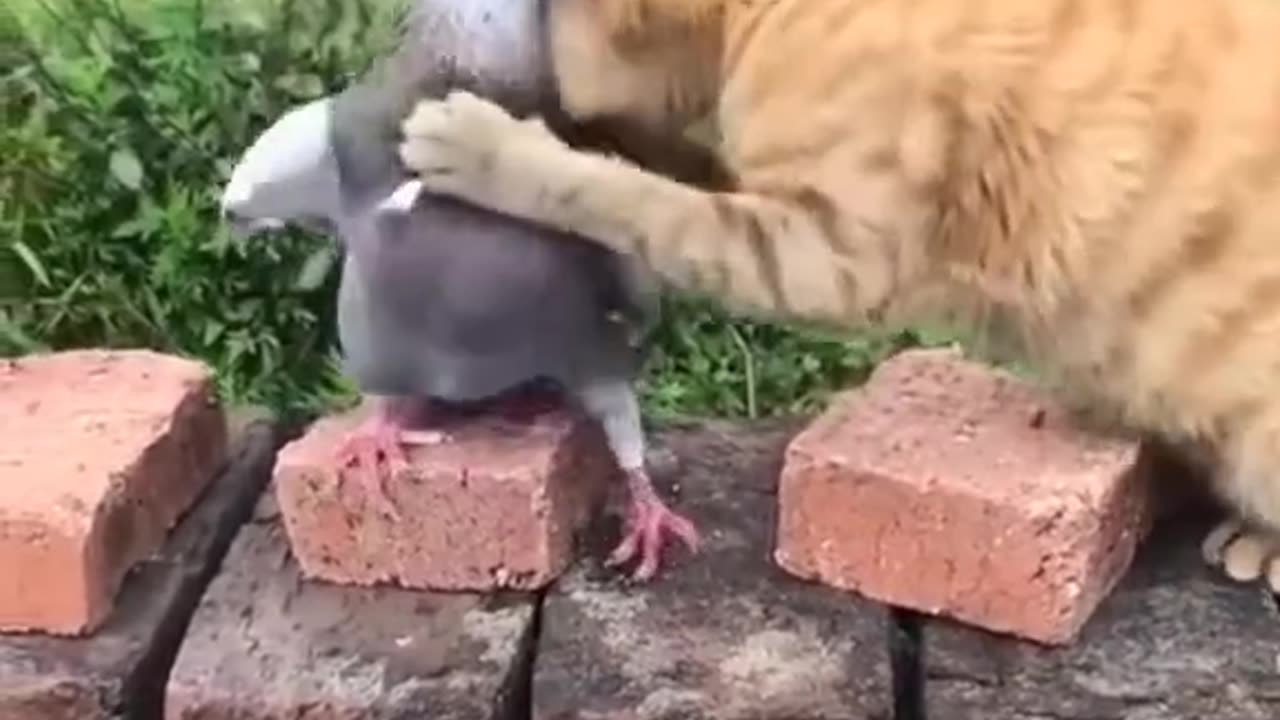 Pigeon and cat fight cute video