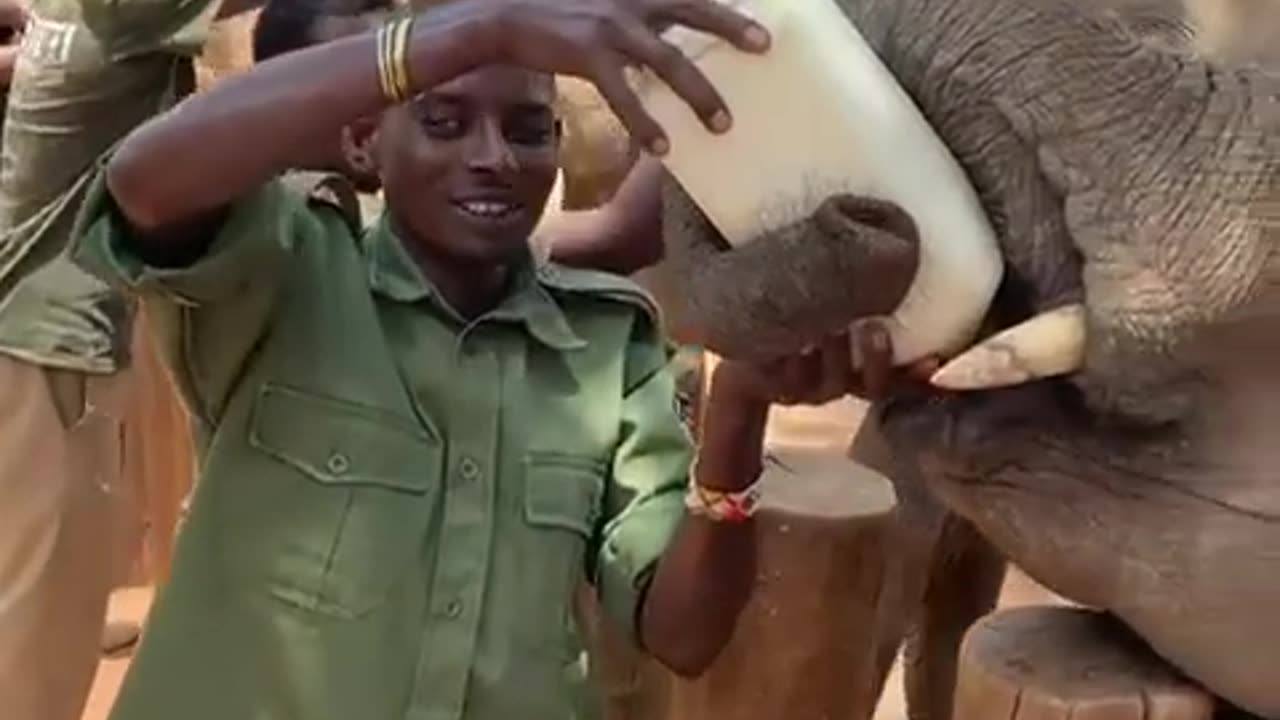 Elephant milking baby