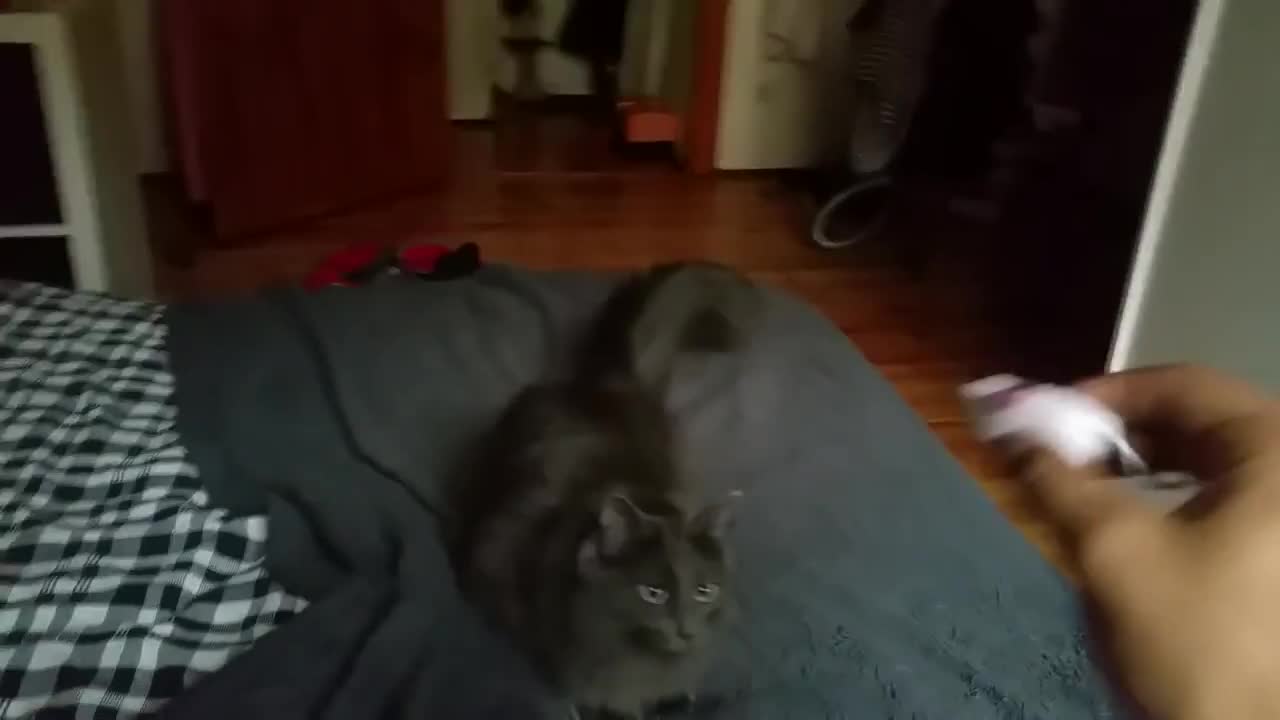 Cat plays fetch better than most dogs!